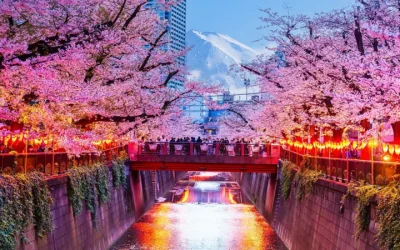 Cancelan un famoso festival de los cerezos de Japón ante el mal comportamiento de los turistas