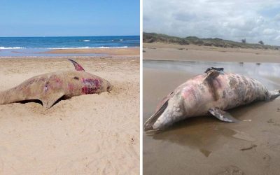 Muerte de especies marinas aumenta en Veracruz, tras derrame de crudo